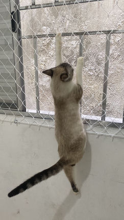 Redes de proteção para pets e crianças
