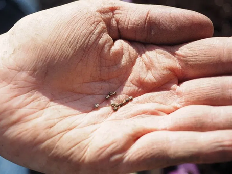 27 luglio 2020 - lunedì della XVII settimana del T.O.