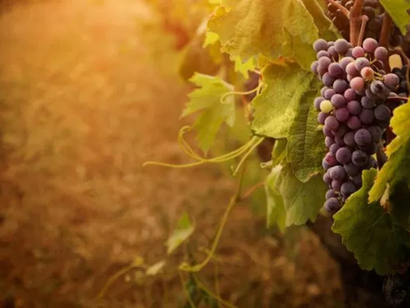 5 maggio 2021 - mercoledì della V settimana di Pasqua