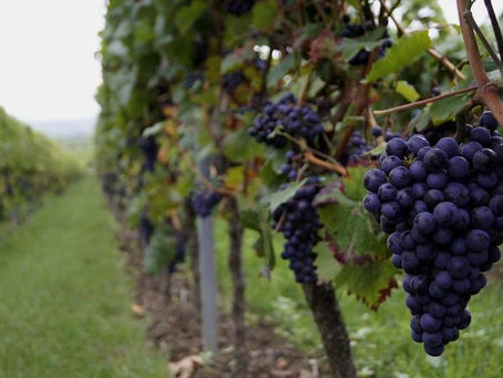 23 luglio 2020 - giovedì della XVI settimana del T.O.