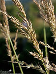 Arrhenatherum elatius-2.jpg