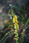 Agrimonia eupatoria_SICONA.jpg
