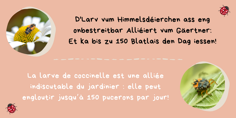 Kleng Schrett_Pestiziden_Fakt 1.png