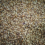Coriander Seeds