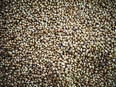 Coriander Seeds