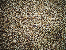 Coriander Seeds