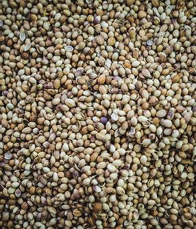 Coriander Seeds