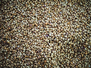 Semillas de cilantro
