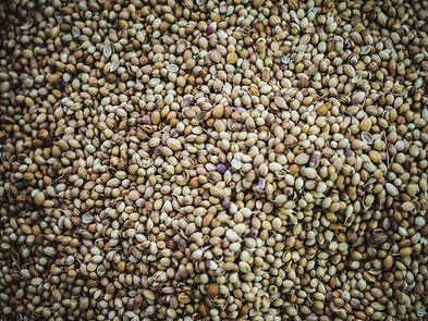 Semillas de cilantro