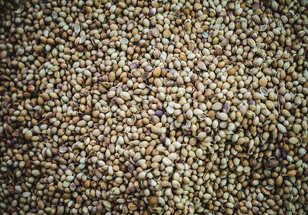 Coriander Water
