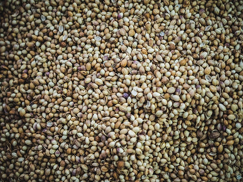 Coriander Seeds