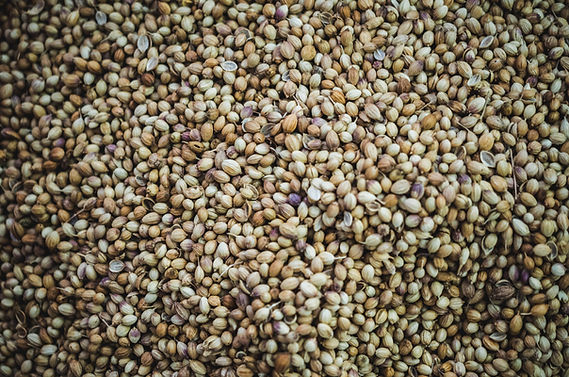 Coriander Seeds