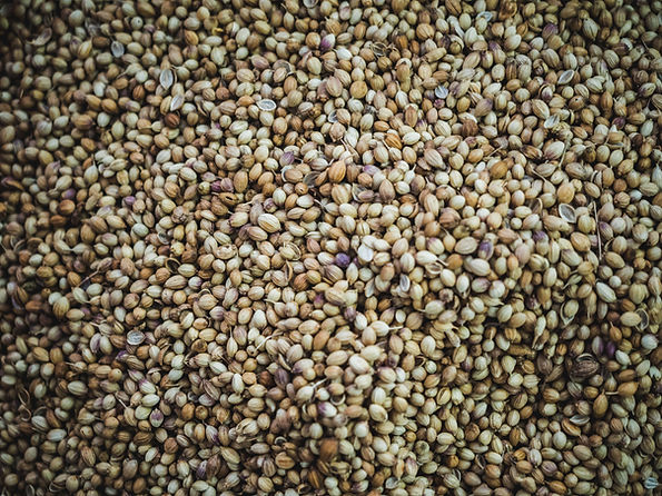 Coriander Seeds