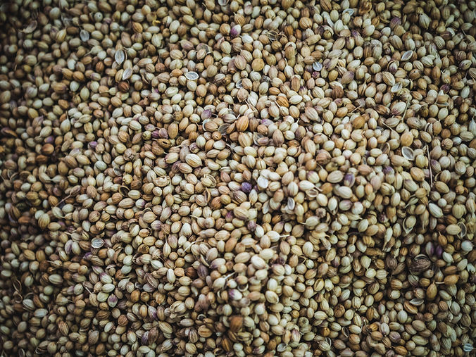 Coriander Seeds
