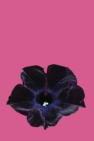 The Pink and the Black