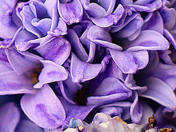 Hyacinth Heaven