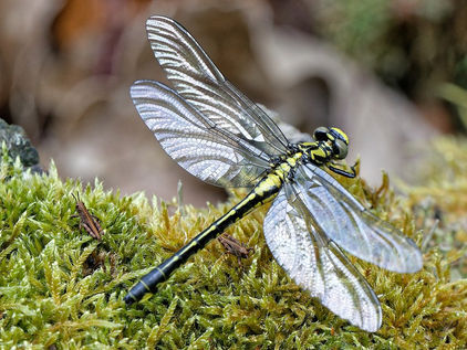 Read Me A Bedtime Story: The Dragonflies