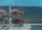Pair of Red Spot Gutt x Diablo Bifasciatus fish