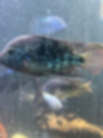 fish