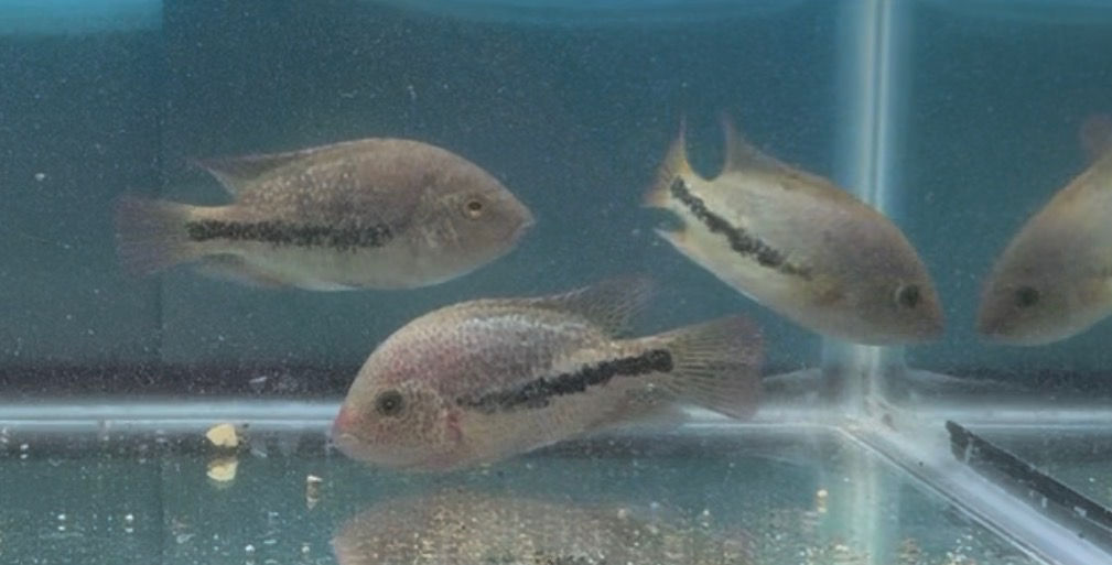 Four cichlid fish with dark body stripes