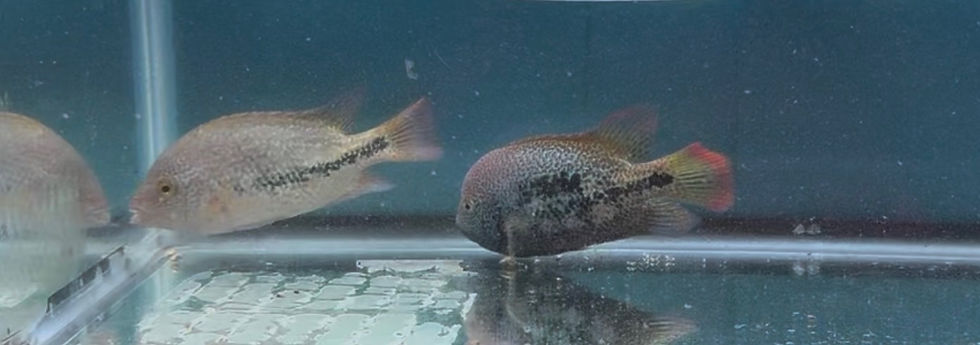 Thumbnail: Male Red Spot Gutt and Diablo Bifasciatus fish