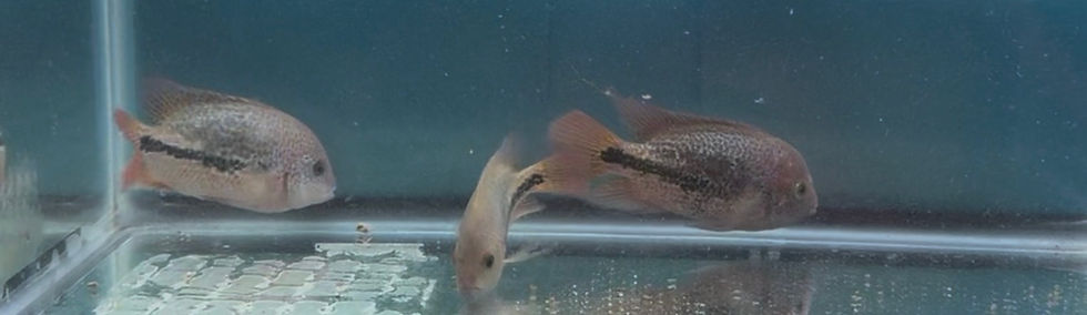 Thumbnail: Three Red Spot Gutt x Diablo Bifasciatus fish