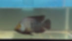 Male cichlid with iridescent spots