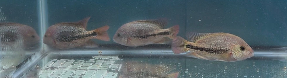 Thumbnail: Three Red Spot Gutt x Diablo Bifasciatus fish