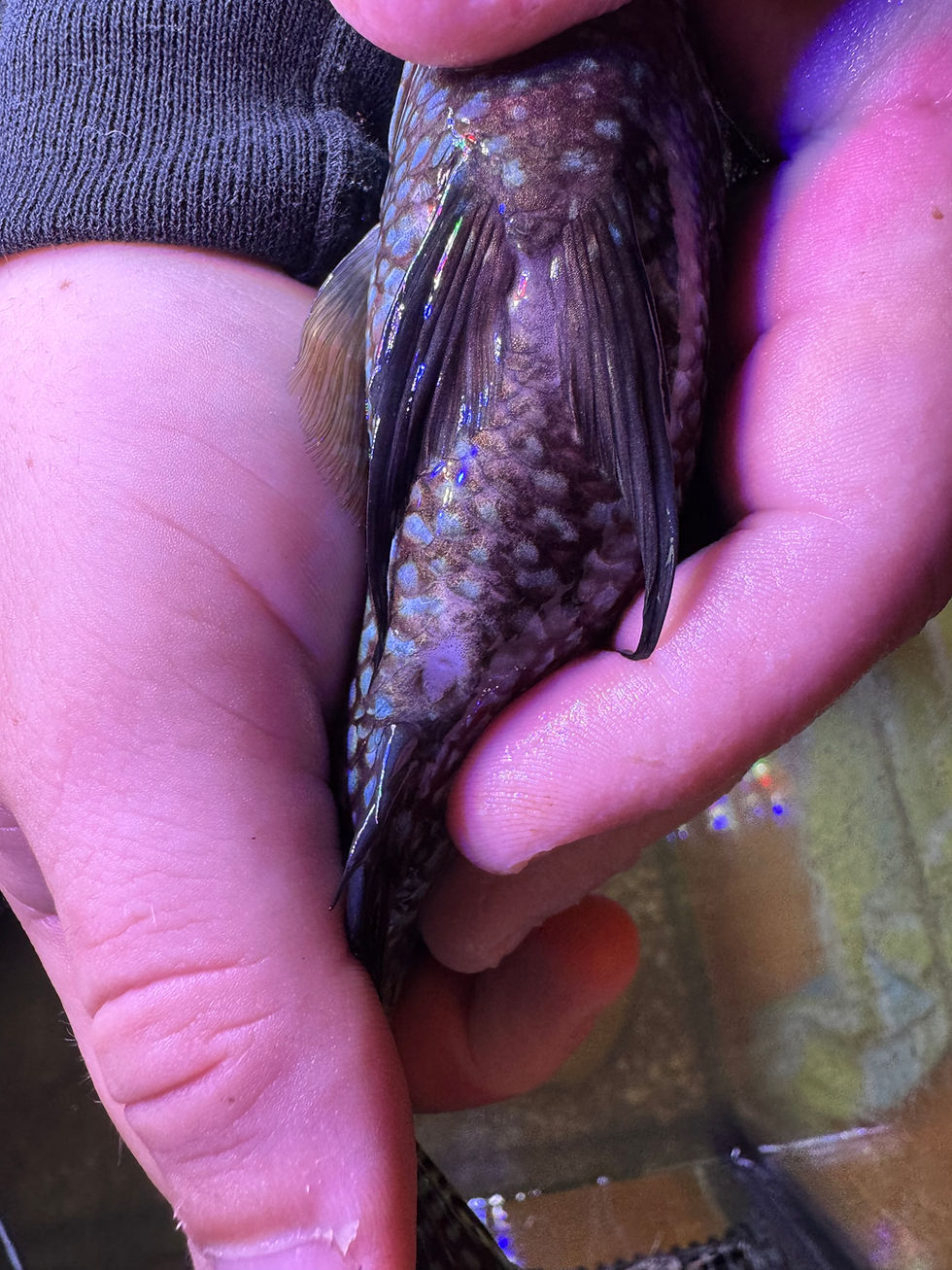 Thumbnail: Hands holding a fish