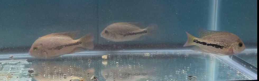 Thumbnail: Three Male Red Spot Gutt x Diablo Bifasciatus cichlid fish