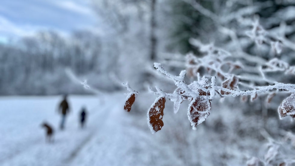 Winterspaziergang mit Hund am Waldrand mit Schnee