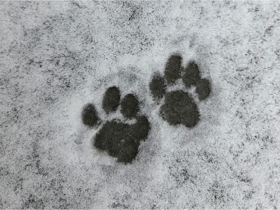 Hundepfoten im Schnee - wann wird es zu kalt?