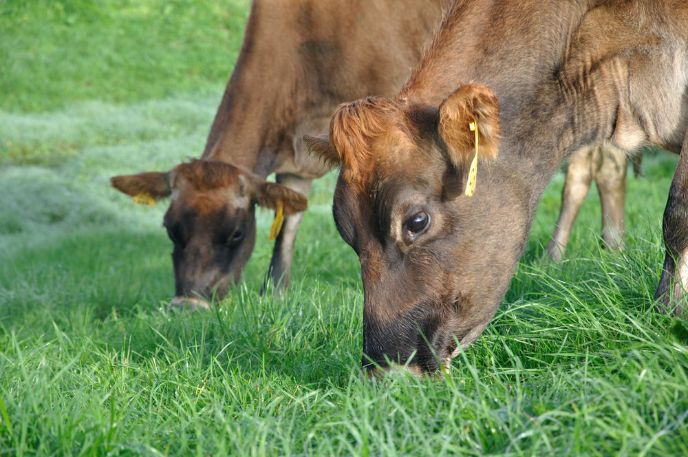 Feeding Cows In Late Lactation