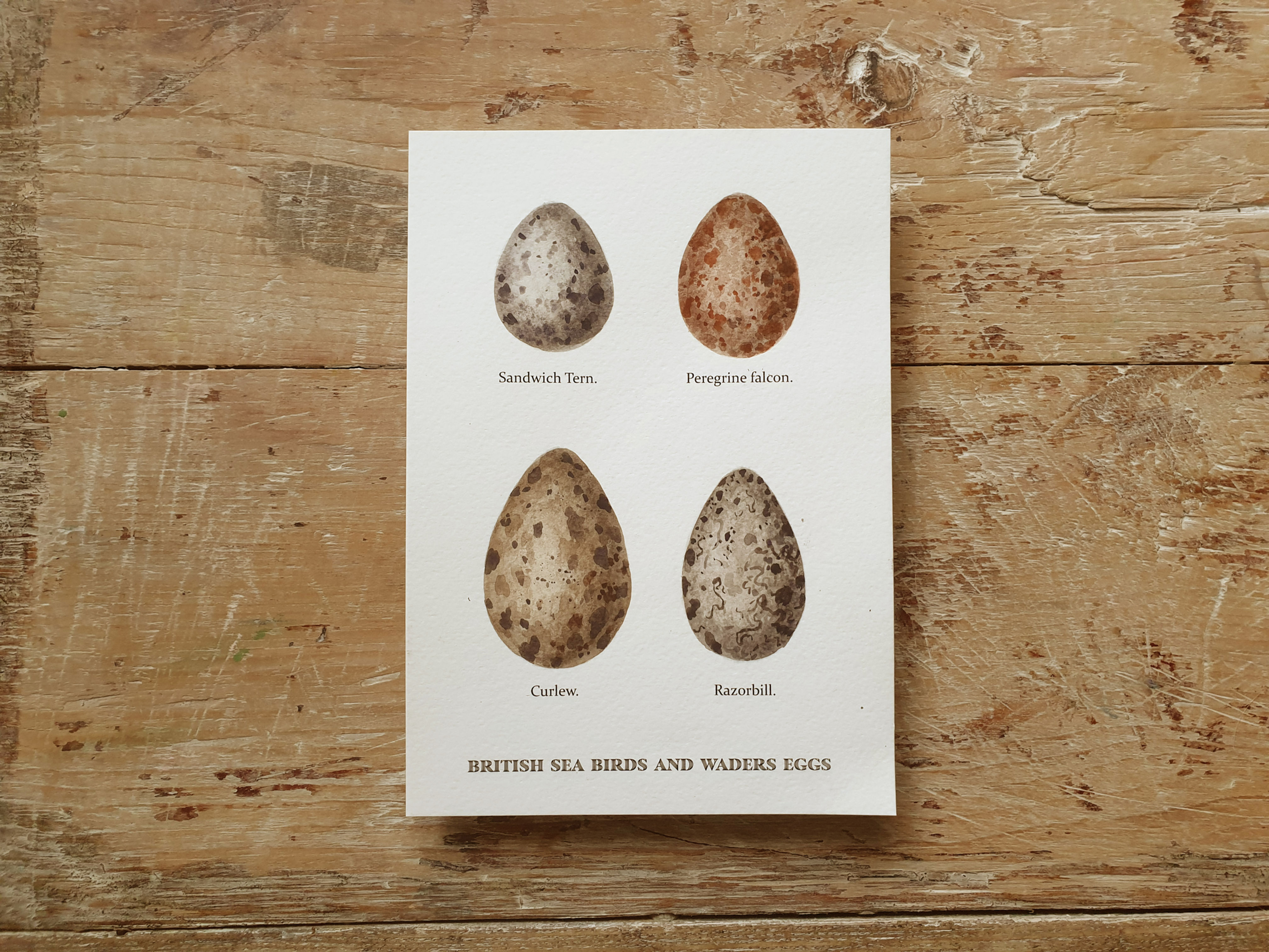 BRITISH SEA BIRDS' EGGS SKETCH