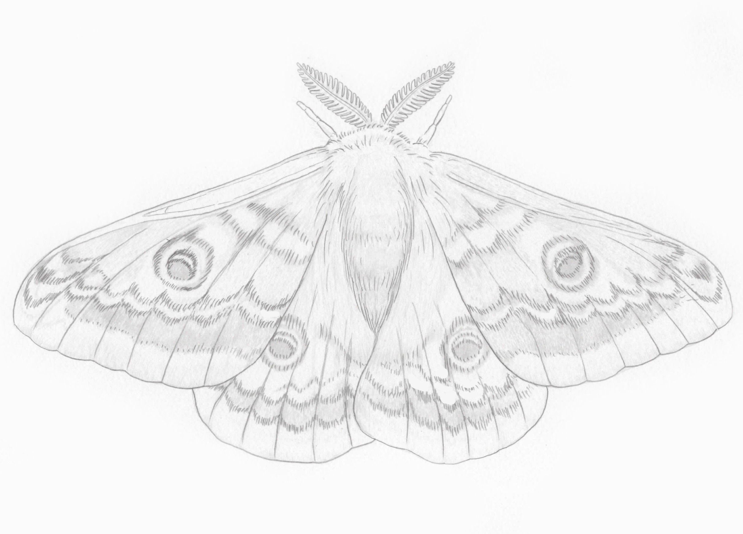 SMALL EMPEROR MOTH SKETCH