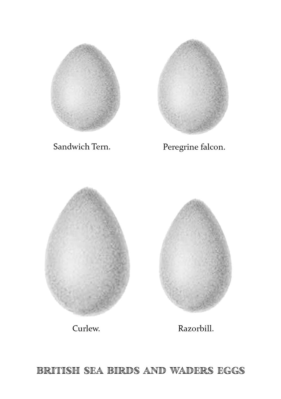 Thumbnail: BRITISH SEA BIRDS' EGGS