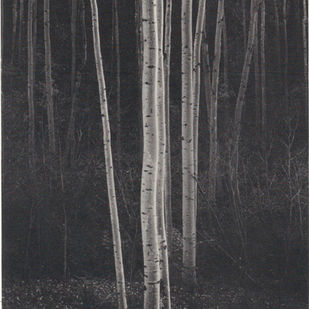 Trees at night