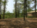 clearing3.jpg