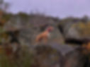 Dog standing on a rock