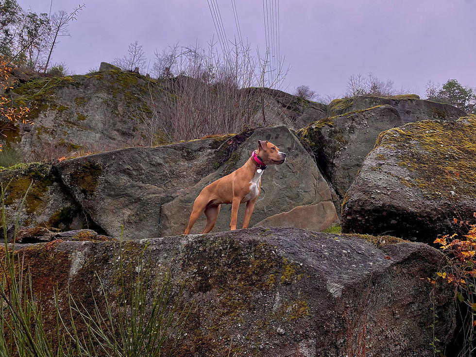 Dog standing on a rock