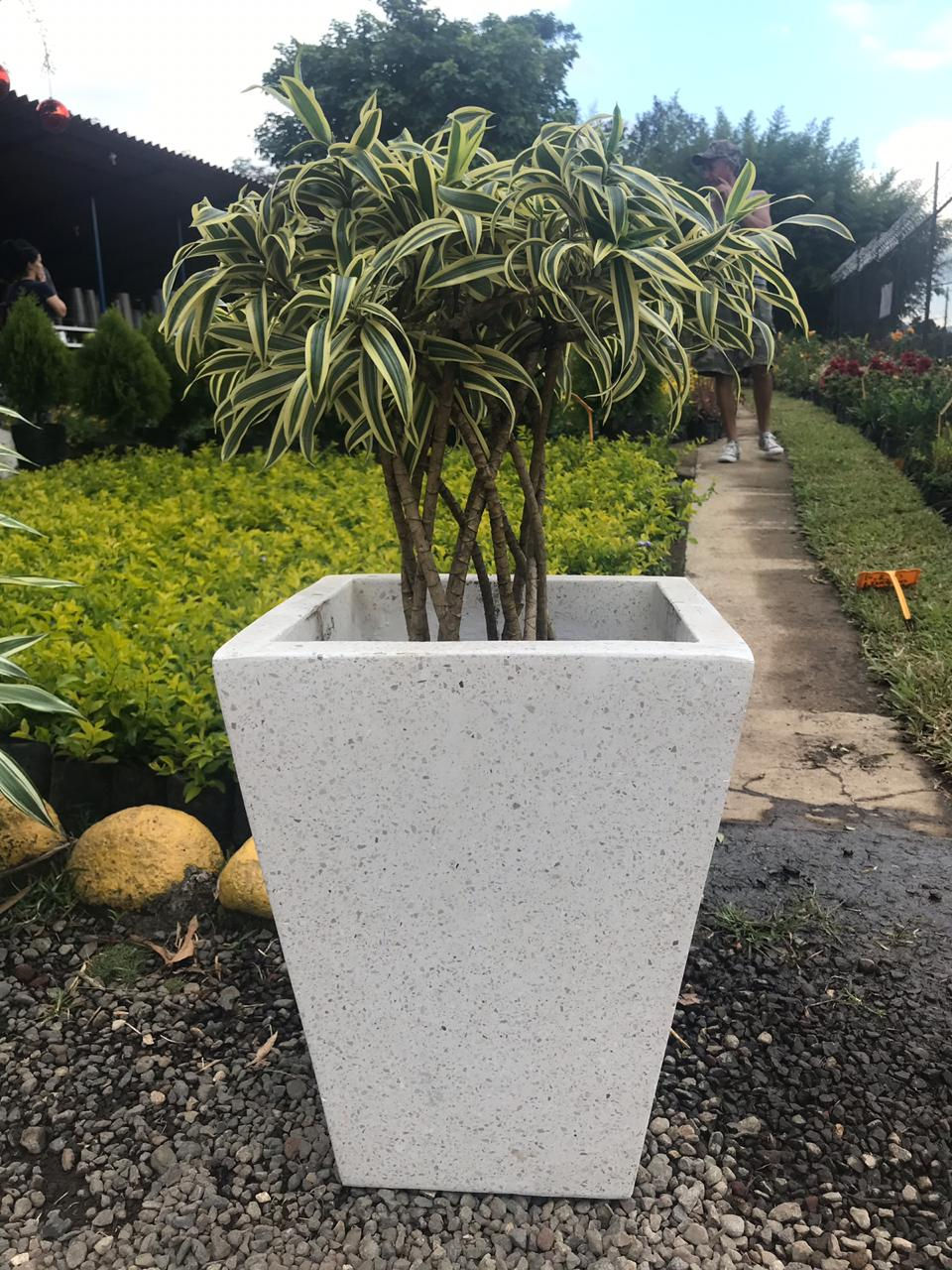 Maceta Blanca