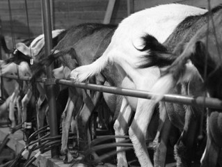 De Ferme en Ferme 25 et 26 avril 2015