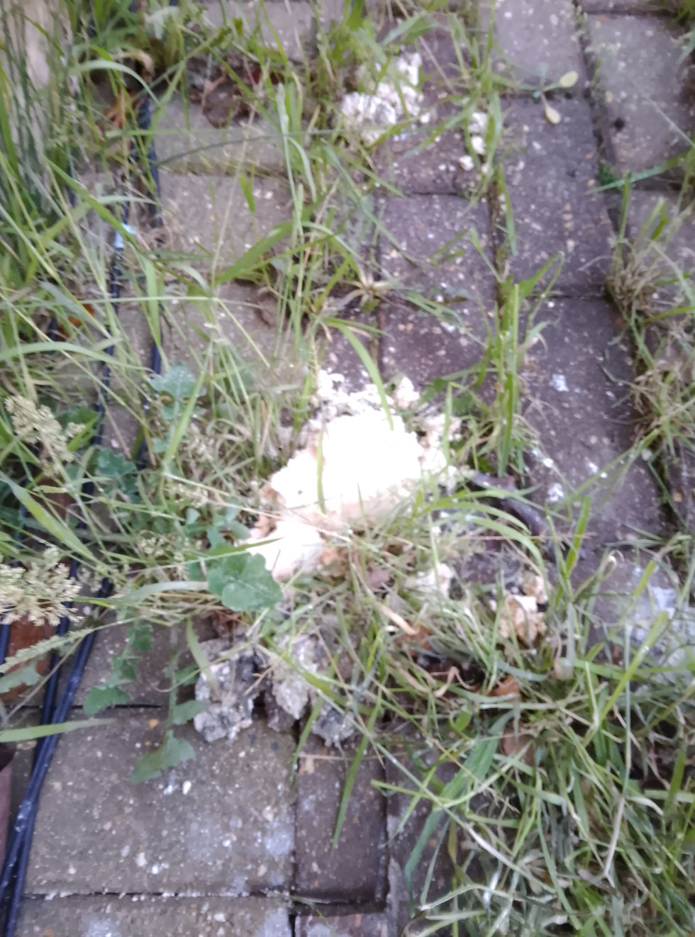 Site photograph from the drainage clearance in Clevedon