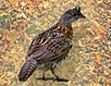 RuffedGrouse-Background