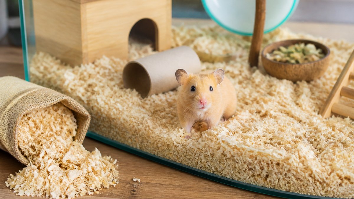 Eco-Friendly Small Animal Bedding: A 2026 Guide