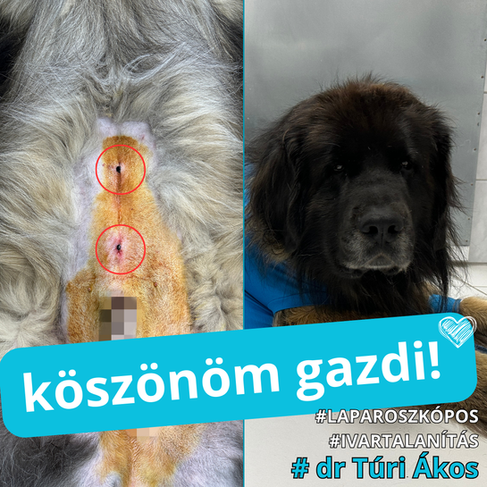 kan kutya rejtett here műtét, laparoszkópos seb, nagyméretű  kutya