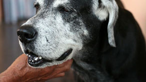 Idős állat műtéte