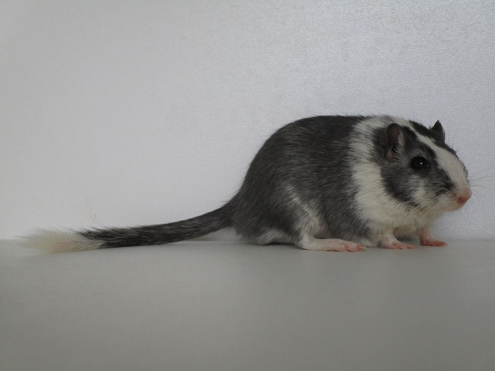 Percy - Side