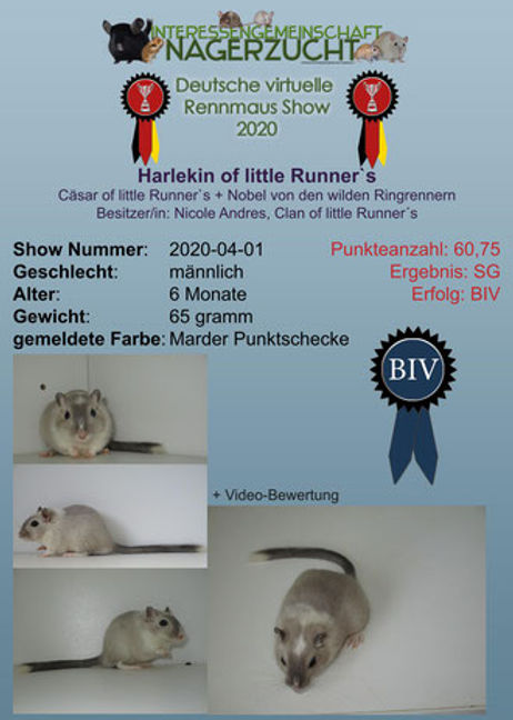 Sieger Harlekin.jpg