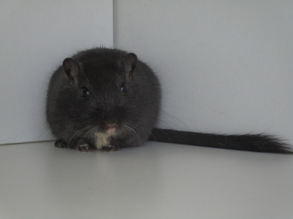 Bagheera 1 - Front.JPG